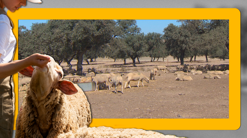 Nuevas dosis contra la lengua azul - Noticias de Extremadura | Ver