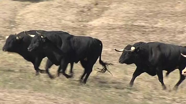 San Fermín - Toros salmantinos para la corrida de rejones en Pamplona