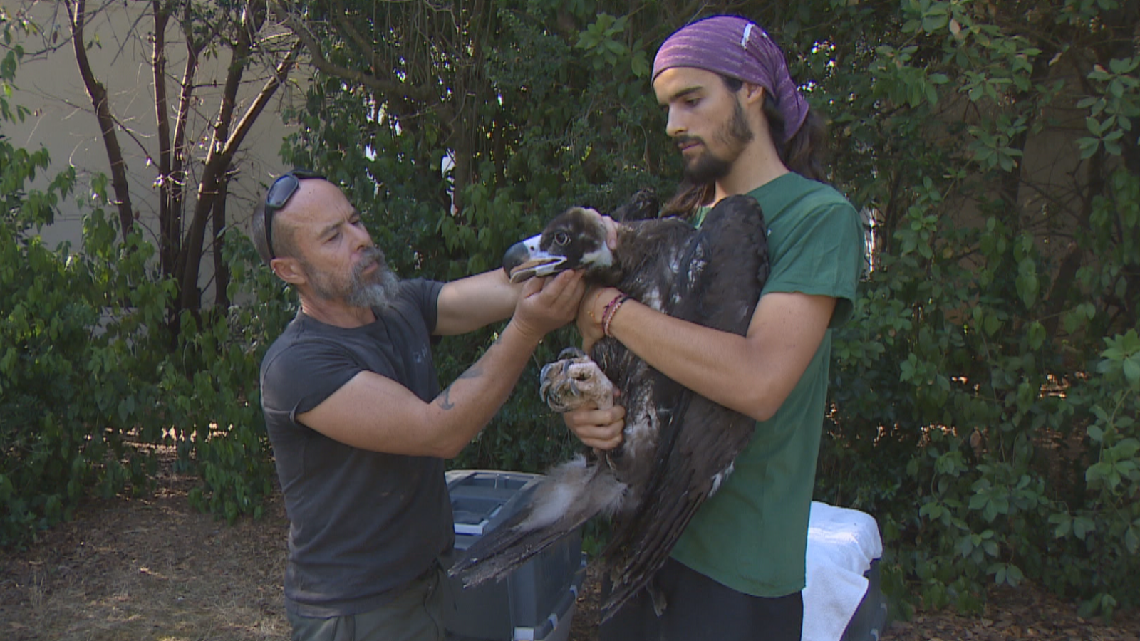 Buitres extremeños viajan a Bulgaria - Noticias de Extremadura | Ver