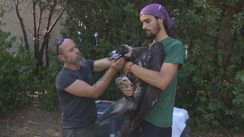Buitres extremeños viajan a Bulgaria - Noticias de Extremadura | Ver