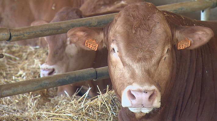 Las vacas virales que disparan las ventas