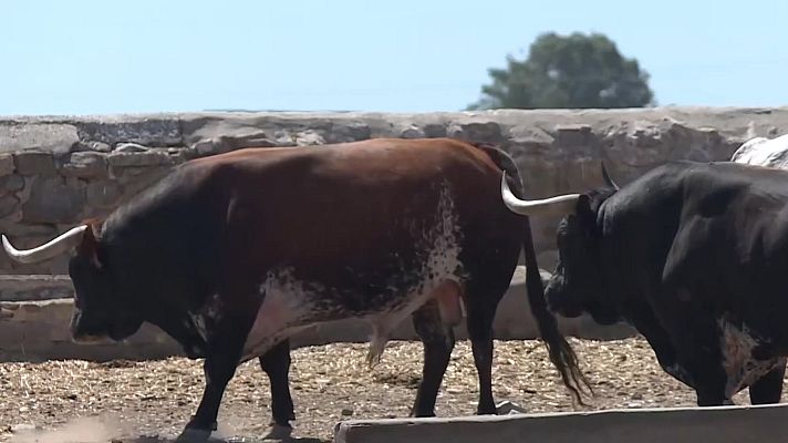 Noticias Andalucía - Cebada Gago de Cádiz a San Fermín