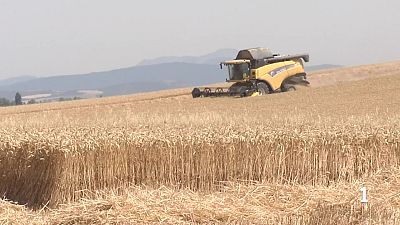 Recogida del cereal en �lava en plena ola de calor | RTVE Play - Ver ahora