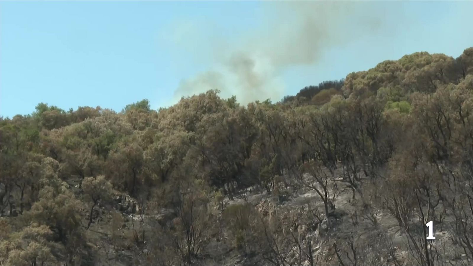 Zones de contenció i gestió forestal, mesures clau per frenar els focs