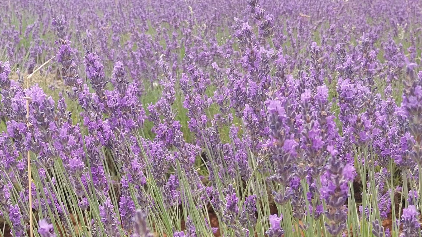 Comienza el Festival de la Lavanda en Brihuega - Noticias de Castilla-La Mancha | Ver
