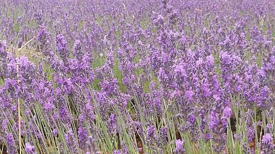 Comienza el Festival de la Lavanda en Brihuega
