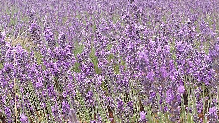Noticias de Castilla-La Mancha - Comienza el Festival de la Lavanda en Brihuega