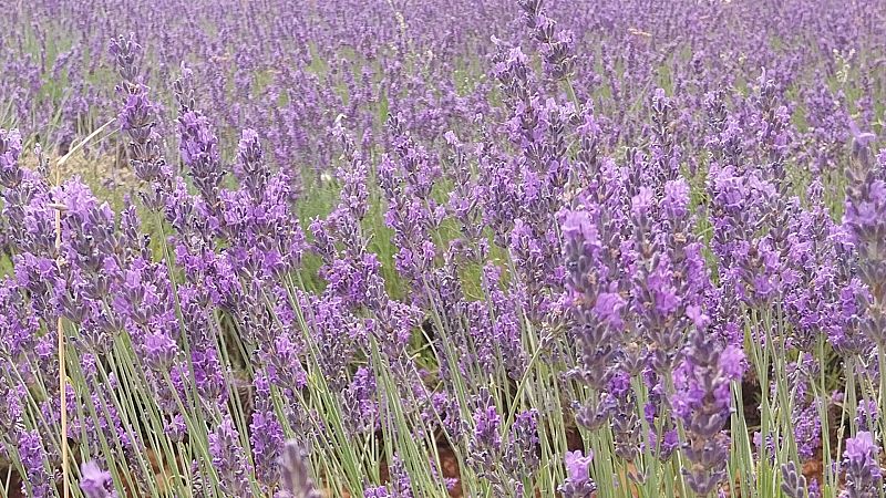 Comienza el Festival de la Lavanda en Brihuega - Noticias de Castilla-La Mancha | Ver