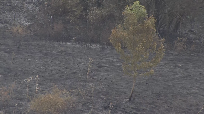 Telenorte - País Vasco - Variaos incendios forestales en Euskadi en las últimas horas