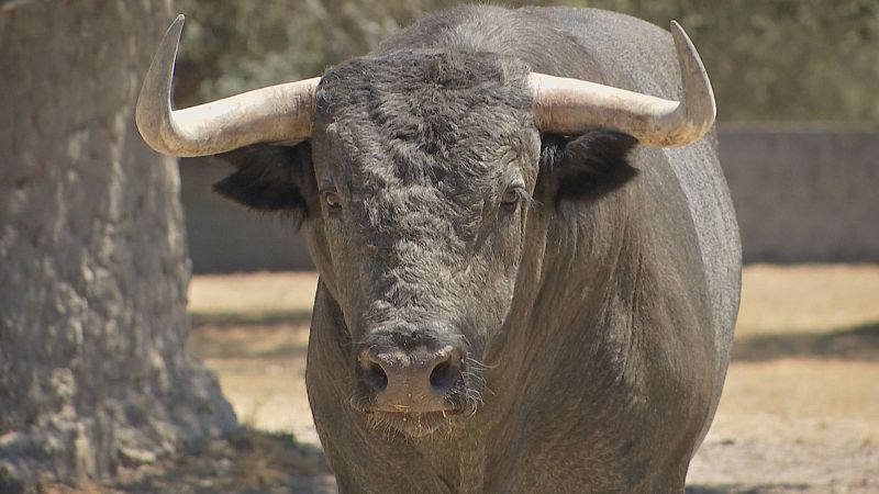 La ganadería de José Escolar estará presente en el quinto encierro de San Fermín