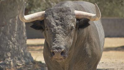 Toros del quinto encierro: Jos� Escolar, trap�o, encaste y car�cter en Pamplona