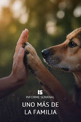 Informe Semanal - Uno más de la familia
