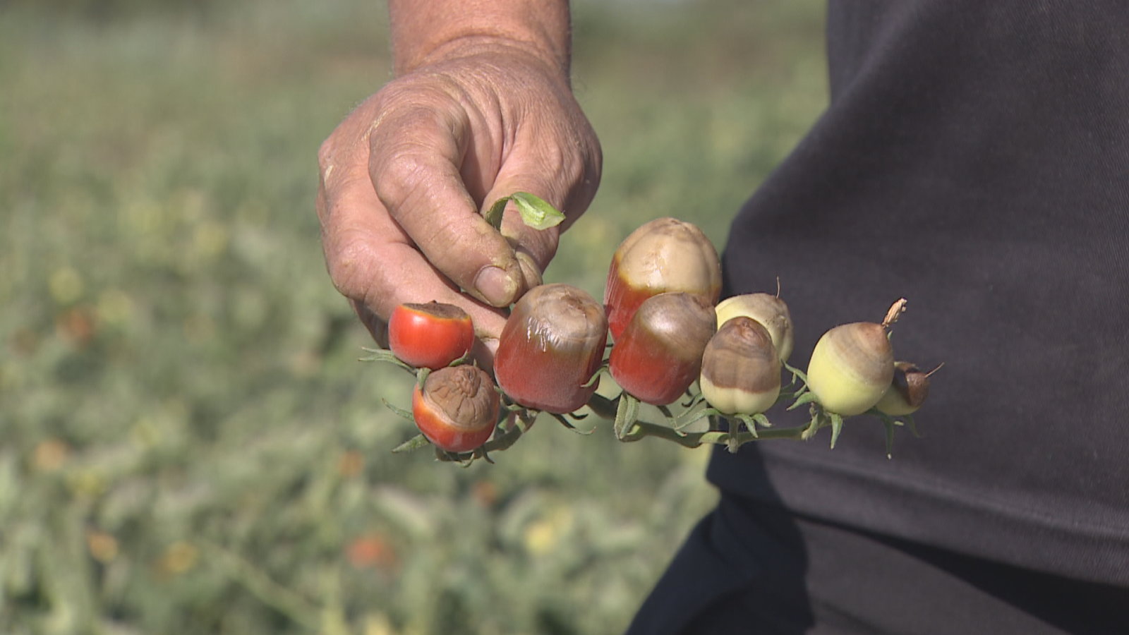 Daños en el campo por el calor - Noticias de Extremadura | Ver