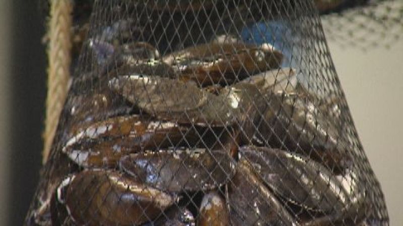 Inquedanza no sector do mexillón pola invasión de cangrexo patexo, que devora a cría nas bateas