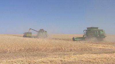 La producci�n del cereal disminuye m�s de un 15%
