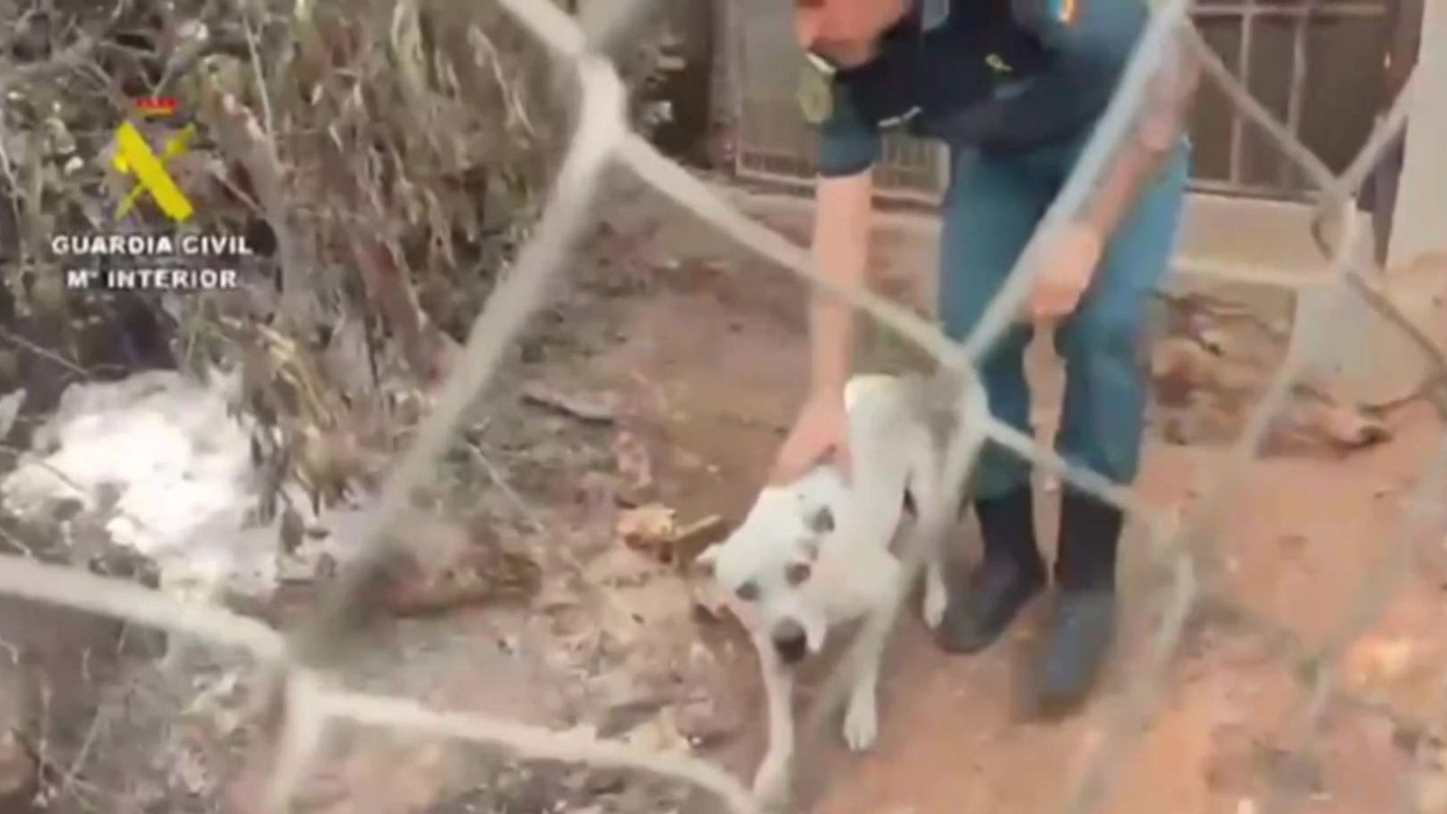 Decenas de animales resultaron heridos en el incendio de Los Gallardos - Noticias Andalucía | Ver