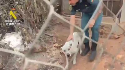 Decenas de animales resultaron heridos en el incendio de Los Gallardos