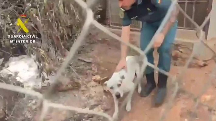 Noticias Andalucía - Decenas de animales resultaron heridos en el incendio de Los Gallardos