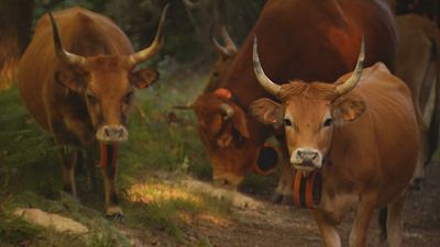 Vacas cachenas, aliadas contra os incendios forestais en Gondomar