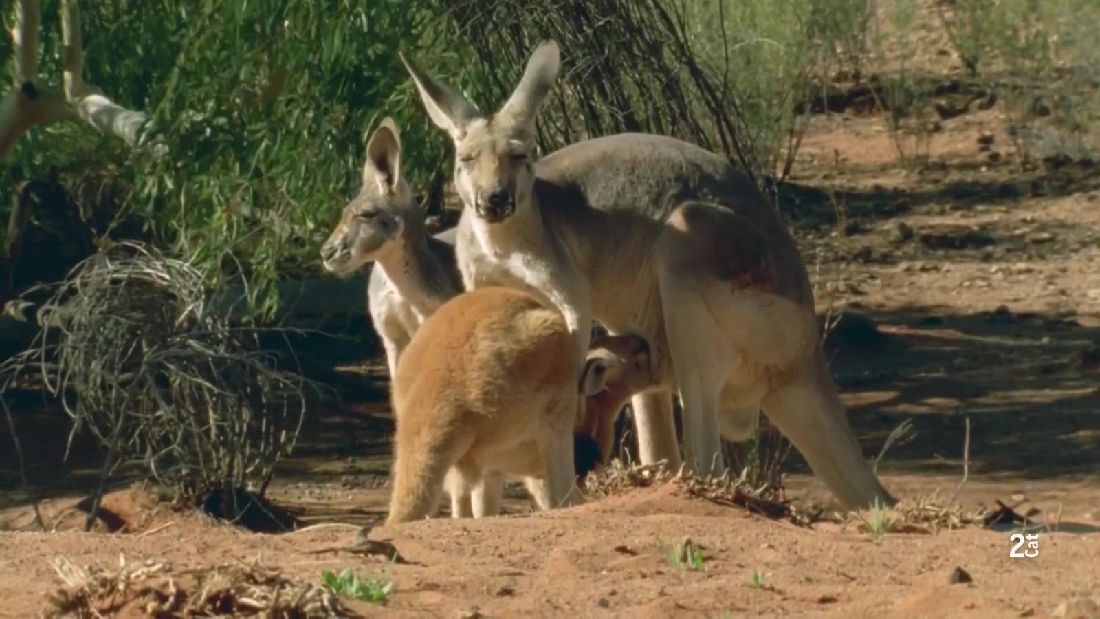 Austràlia més salvatge. deserts interior - Grans Documentals - Som Documentals | Veure documental