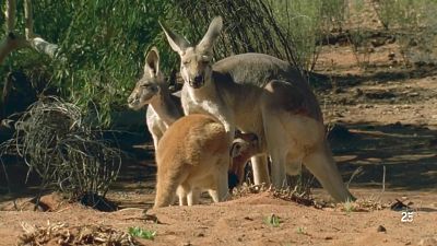 L'Austràlia més salvatge: Els deserts de l'interior