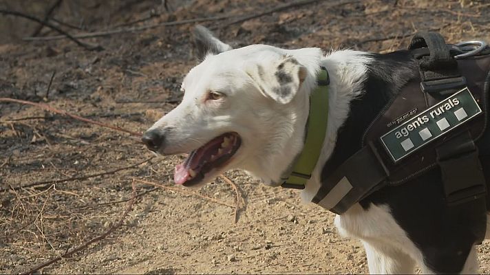L'Informatiu - Els Agents Rurals canins ajuden a esclarir les causes d'un incendi