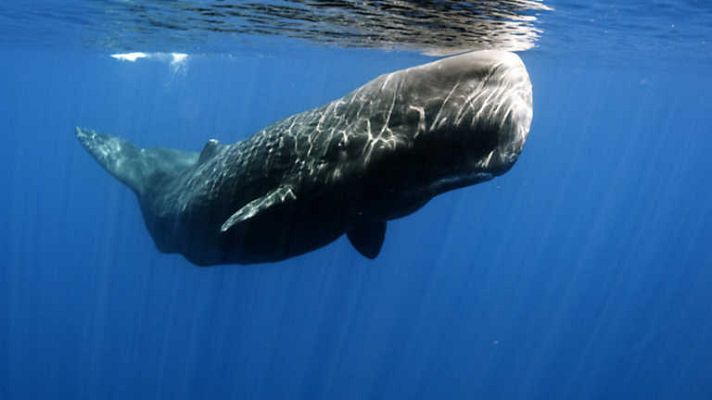 Grandes documentales - Gigantes del mar: Vidas gigantes