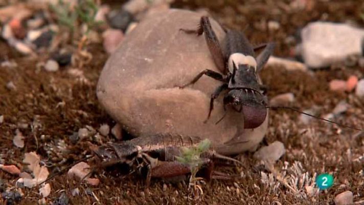 Biodiario - Biodiario - 11/03/13