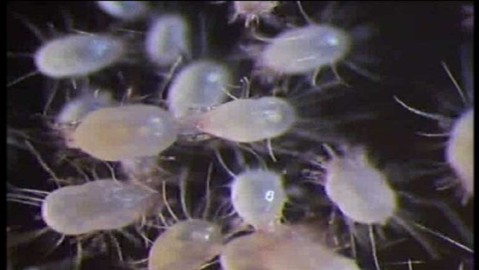 + Canarias - 11/03/13 - +Canarias | Ver