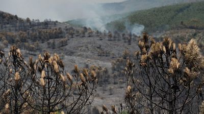 El incendio de Guadalajara calcina 13.000 hectáreas y el de Zaragoza se estabiliza
