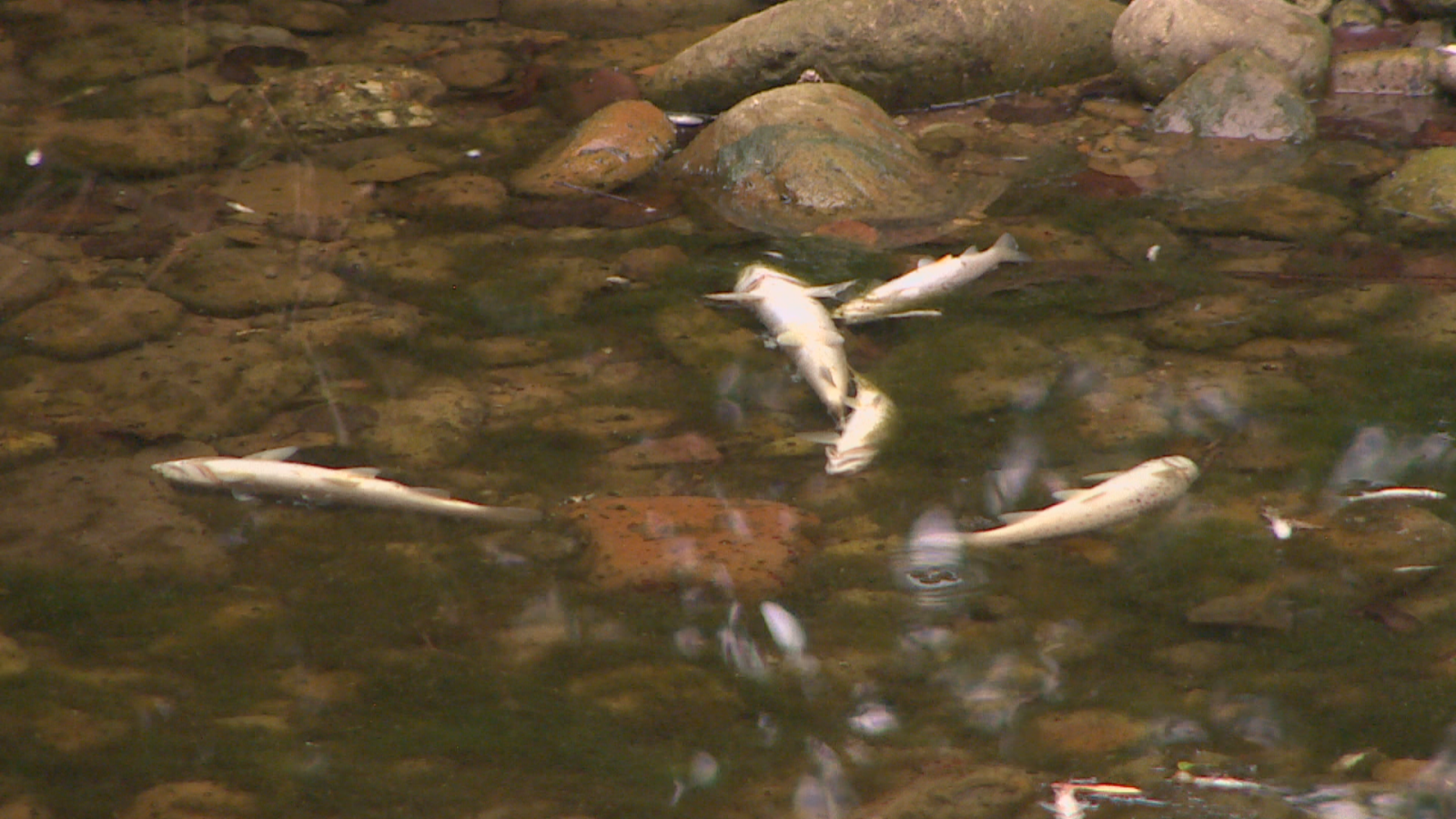 Vertidos de purines en el río Pisueña - TeleCantabria | Ver