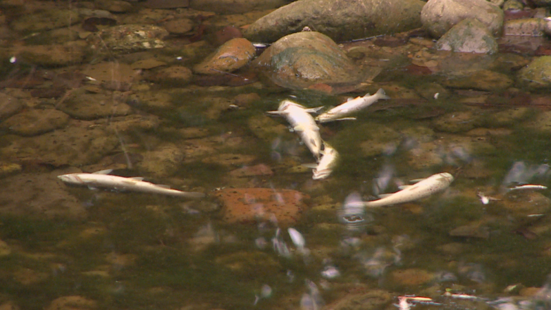 Vertidos de purines en el río Pisueña - TeleCantabria | Ver