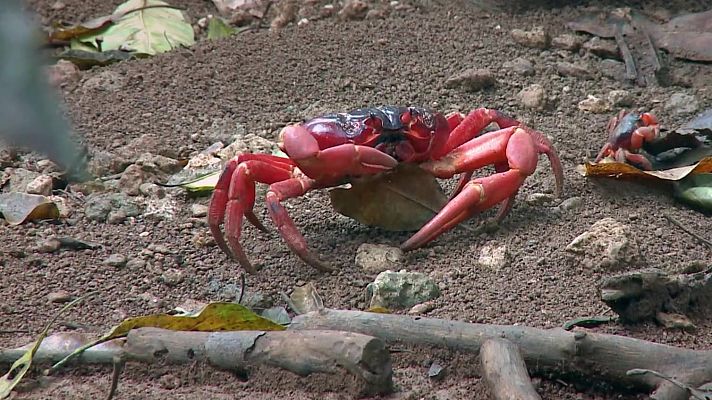 Som Documentals - L'Austràlia més salvatge: La costa
