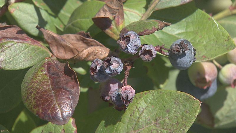 La temporada de arándanos en Cantabria se retrasa por el calor - TeleCantabria | Ver