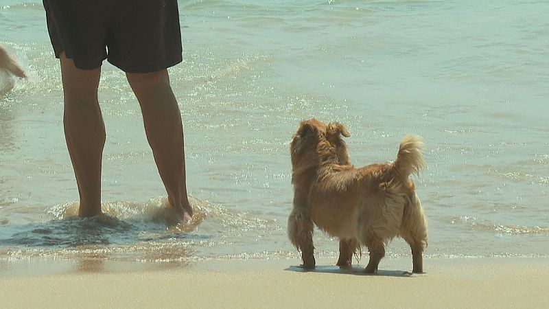 El día mundial del perro y la playa dog friendly de Santander - TeleCantabria | Ver