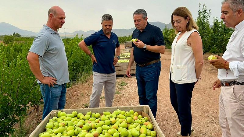 La campaña de la pera Ercolini arranca este año con la vista puesta en la recuperación tras el granizo - Noticias Murcia | Ver
