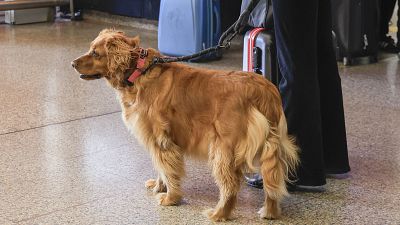 Perro dorado con collar rosa y correa oscura, junto a las piernas de su due�o y equipaje en una estaci�n de tren, esperando para viajar.