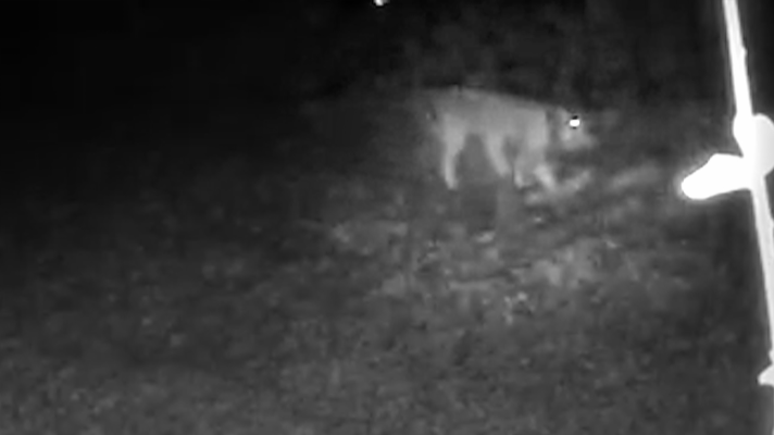 Telenorte - País Vasco - La visita de un lince ibérico a Álava es toda una sorpresa que da testimonio de su recuperación