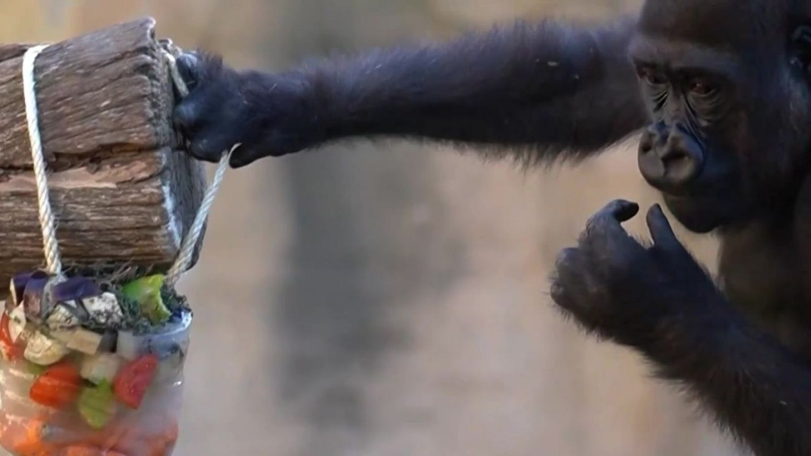 Contra el calor: Helados de insectos, carne y fruta para los animales del Bioparc - Noticias Andalucía | Ver