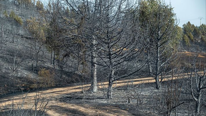 Telediario 1 - Espacios de defensa natural y concienciación también en turistas: otras estrategias contra el fuego