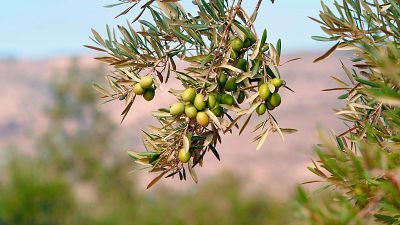 La bajada del precio del aceite de oliva amenaza la rentabilidad del sector