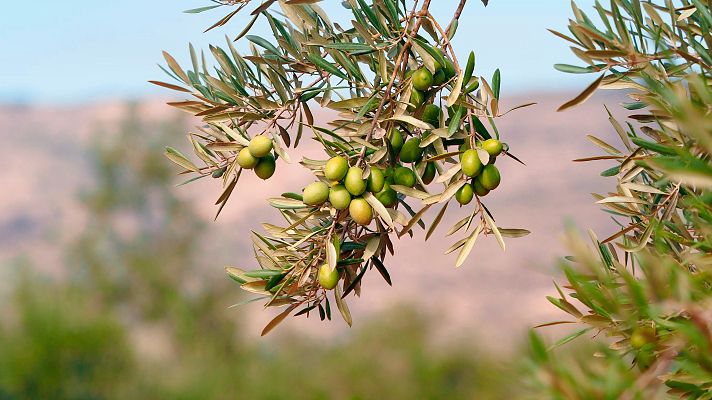 Telediario 1 - La bajada del precio del aceite de oliva amenaza la rentabilidad del sector