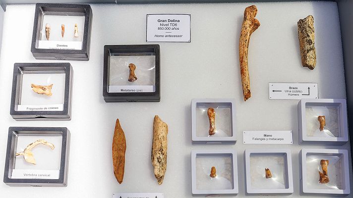 Noticias de Castilla y León - Encuentran 24 nuevos fósiles de Homo Antecessor en Atapuerca