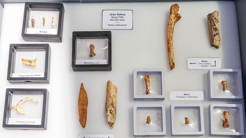 Encuentran 24 nuevos fósiles de Homo Antecessor en Atapuerca - Noticias de Castilla y León | Ver