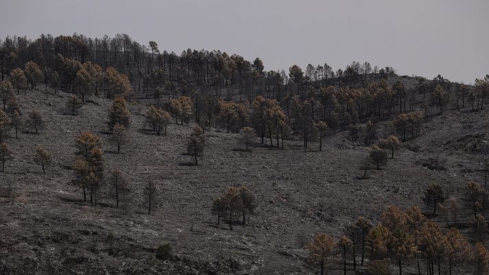 Mañaneros 360 - 123.000 hectáreas quemadas en España