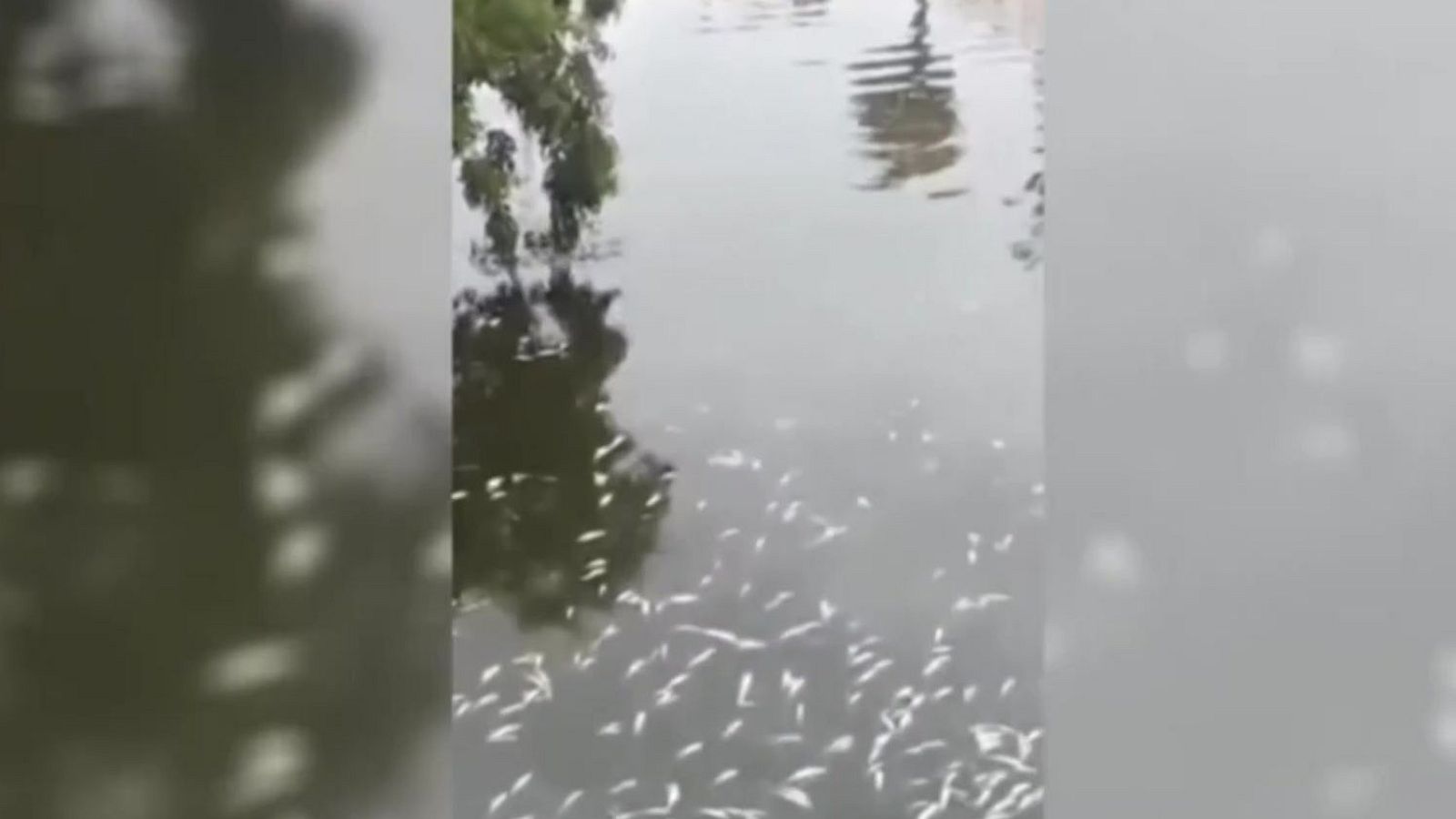 Activistas ecologistas denuncian peces mueren en el Gudaiza en Marbella - Noticias Andalucía | Ver