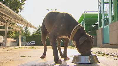 Las altas temperaturas tambi�n afectan a las mascotas