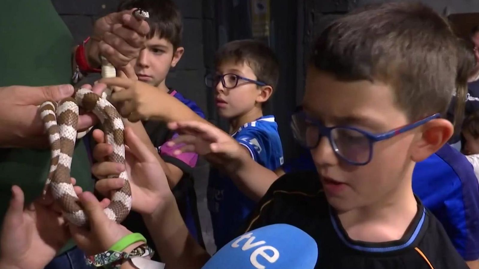 Zoo nocturno en Córdoba para aprender y pasar mejor las horas de calor - Noticias Andalucía | Ver