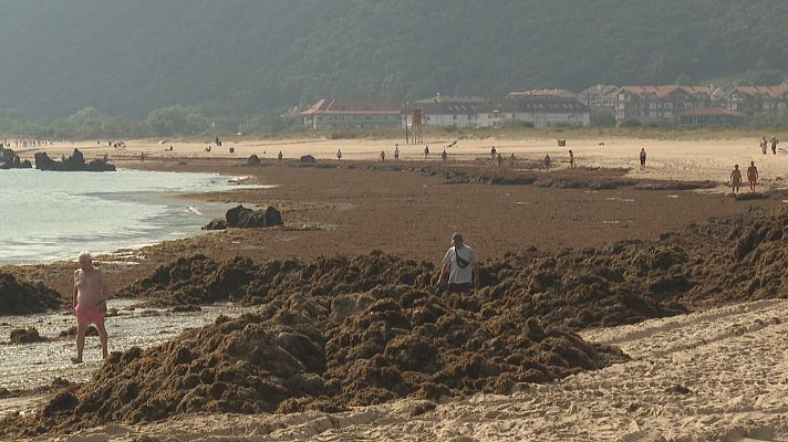 TeleCantabria - El alga asiática invade otro año más las playas de Noja