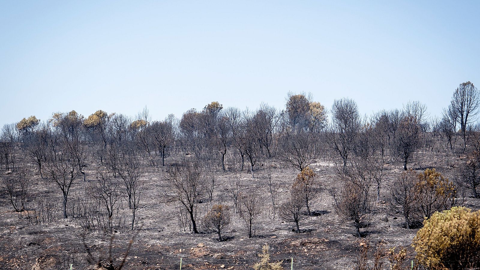 Dos incendios en Madrid se unen y arrasan más de 6.000 hectáreas | Ver